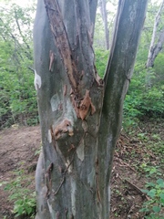 Chloroleucon mangense