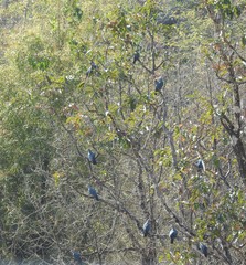 Ducula aenea pusilla