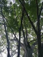 Chloroleucon mangense