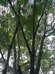 Chloroleucon mangense