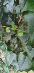 Hedera helix