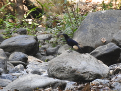 Myophonus horsfieldii