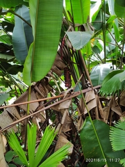 Heliconia mariae