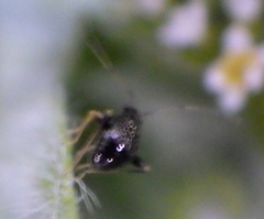 Halticini