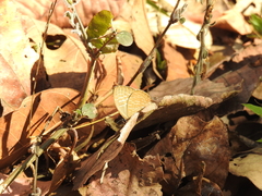 Jamides alecto alocina