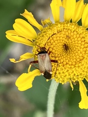 Adelphocoris vandalicus