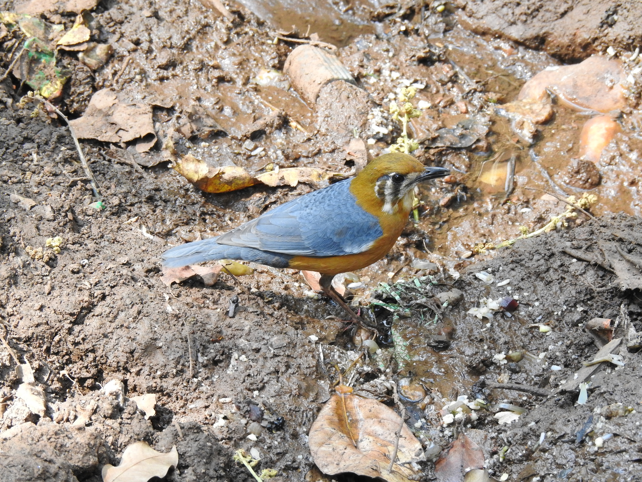 Orange-headed Thrush