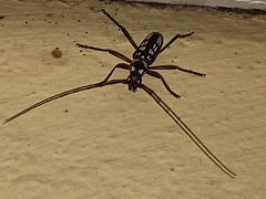 Eburia decemmaculata