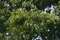 Quercus gilva
