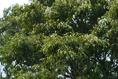 Quercus gilva