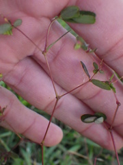 Euphorbia hyssopifolia image