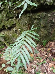 Stenochlaena palustris