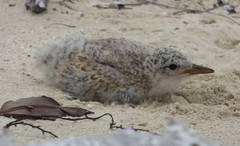 Onychoprion anaethetus