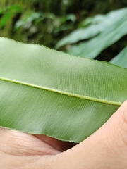 Stenochlaena palustris