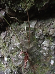 Stenochlaena palustris