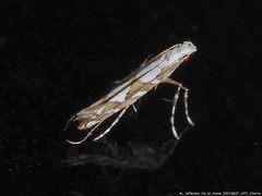Acrocercops albinatella
