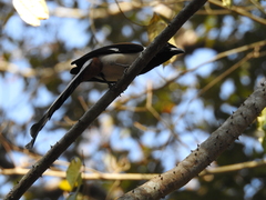 Dendrocitta leucogastra