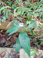 Eranthemum tetragonum