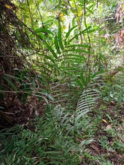 Amblovenatum terminans