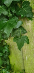 Hedera helix