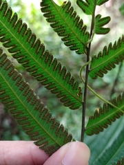 Amblovenatum terminans