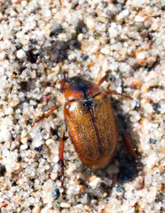 Strigoderma arbicola