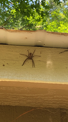 Pisaurina