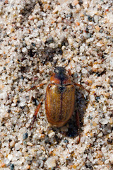 Strigoderma arbicola