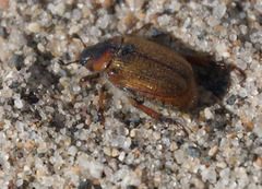 Strigoderma arbicola