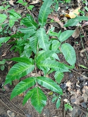 Tectaria siifolia