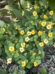 Lysimachia