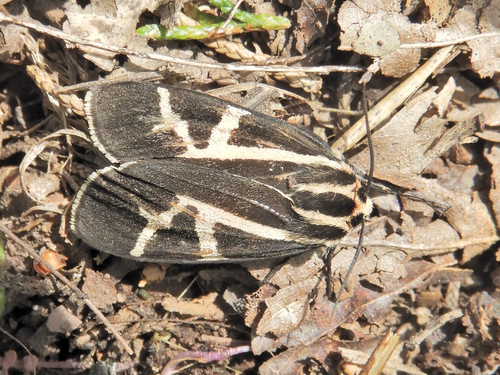 Figured Tiger Moth photo 5