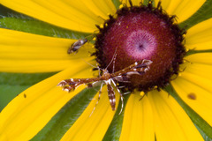 Geina tenuidactylus