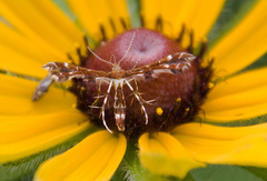 Geina tenuidactylus