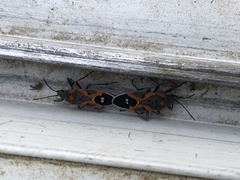 Lygaeus kalmii kalmii