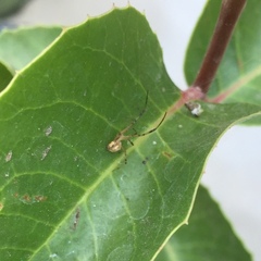 Latrodectus