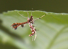 Geina tenuidactylus