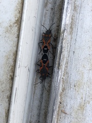 Lygaeus kalmii kalmii