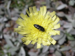 Acmaeodera bipunctata bipunctata