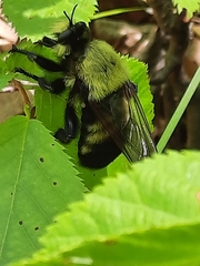 Laphria grossa