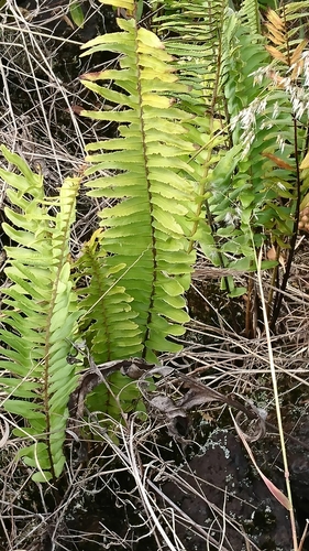 Nephrolepis brownii iNat (3)