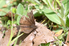 Erynnis brizo