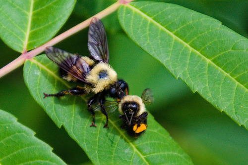 Bee-like robber fly