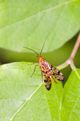 Panorpa rufescens