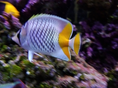 Chaetodon