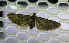 Eupithecia bolterii