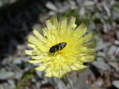 Acmaeodera bipunctata bipunctata