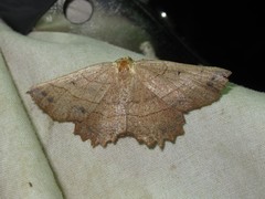 Euchlaena johnsonaria