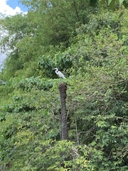 Ardea alba