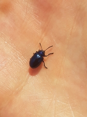 Chrysochus asclepiadeus